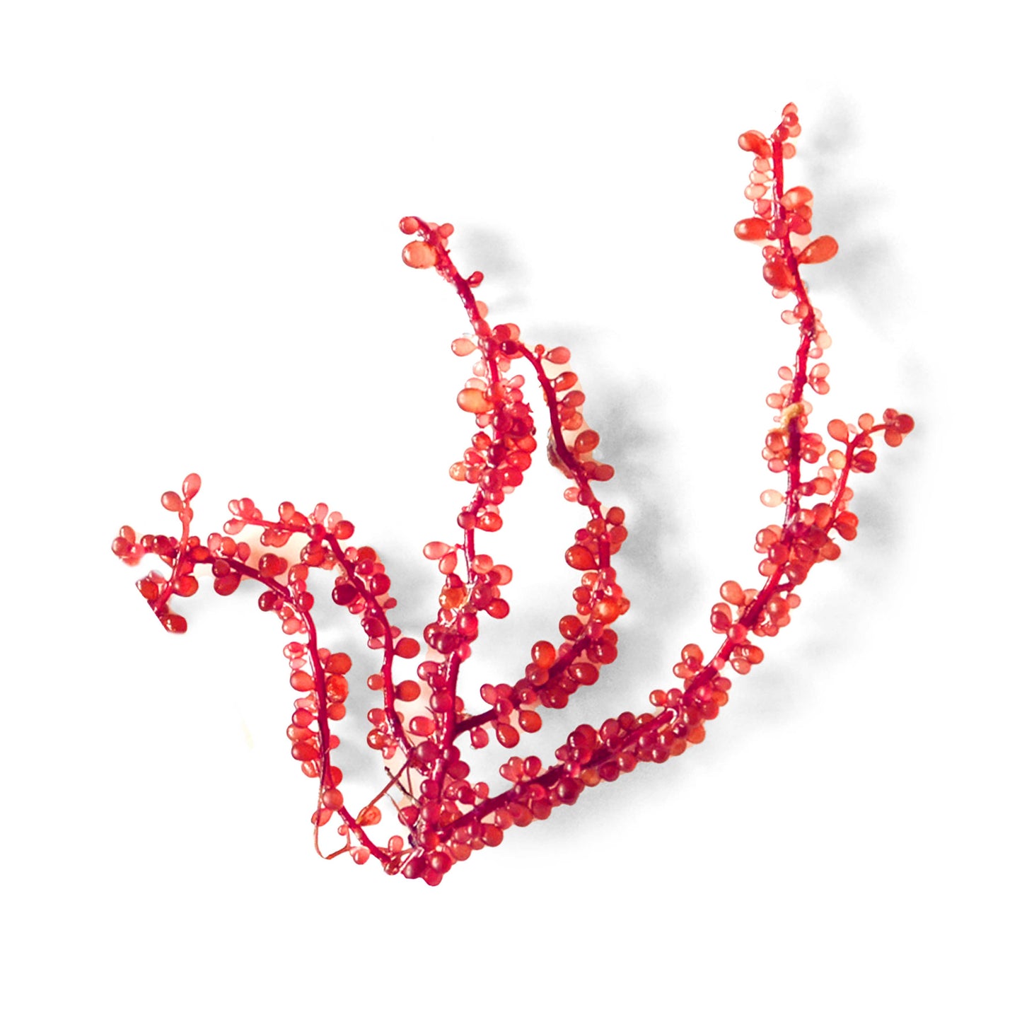 Botryocladia uvaria