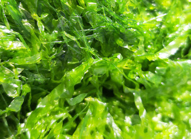 Novità - BEA Algae Fresh: Alghe fresche al naturale!