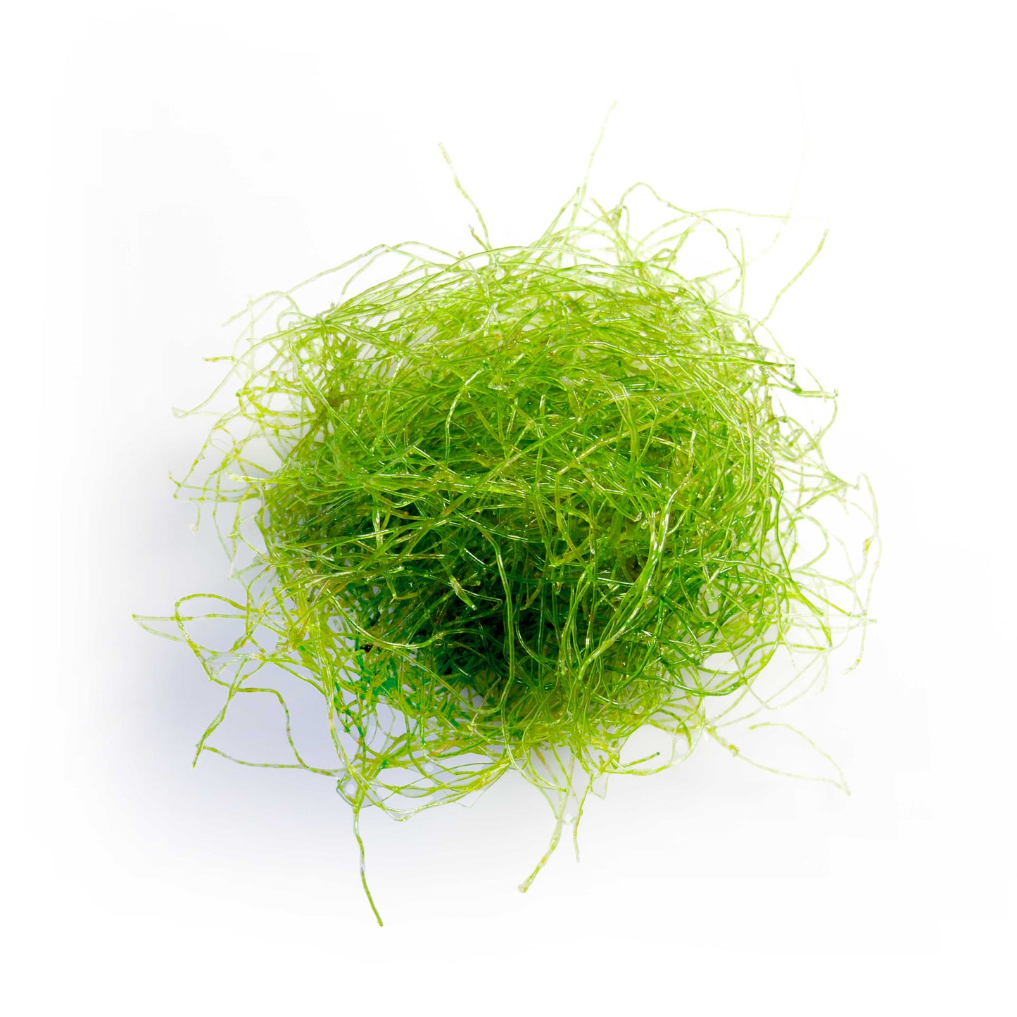 Chaetomorpha linum